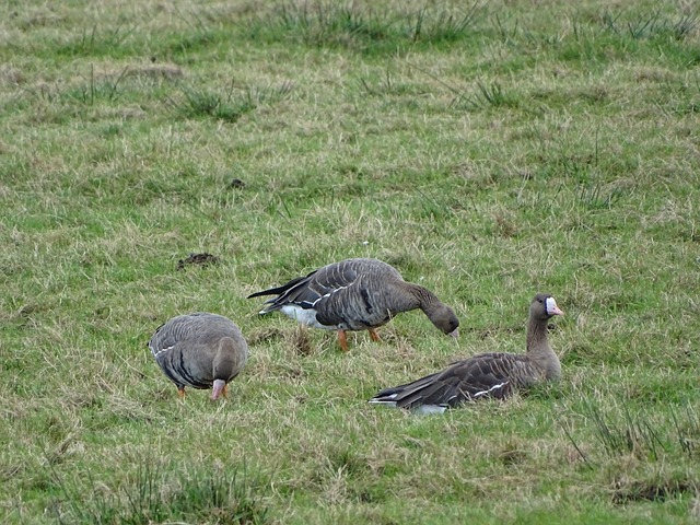 样的球员 样的球员
